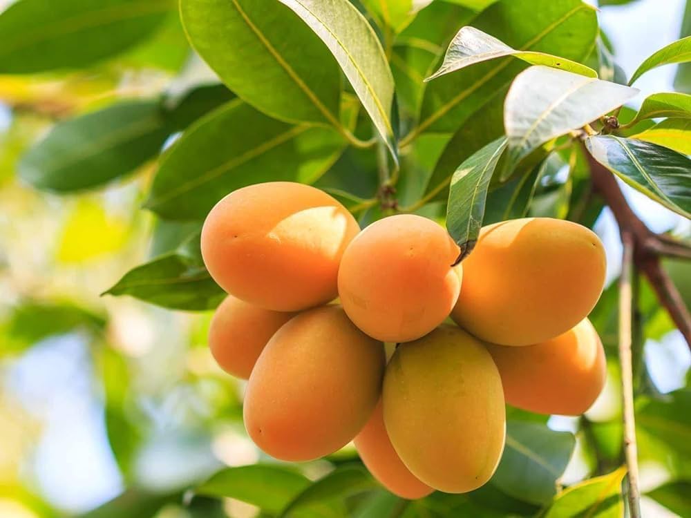 ১০ টি বিদেশি ফলের চারা প্যাকেজ - Image 2