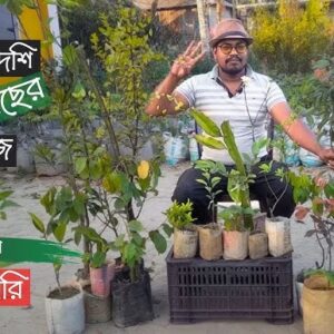 ১০ টি বিদেশি ফলের চারা প্যাকেজ