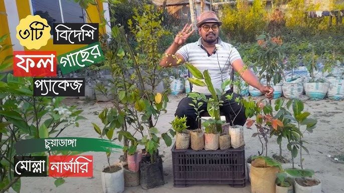 ১০ টি বিদেশি ফলের চারা প্যাকেজ